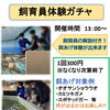 【水族館の週末イベント情報📢】飼育員体験&コチョウザメにタッチ🦈
