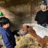 七飯町「馬のいる寺子屋」で仔馬と初対面｜乗馬・動物ふれあい体験と寺子屋教室