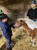 「七飯町「馬のいる寺子屋」で仔馬と初対面｜乗馬・動物ふれあい体験と寺子屋教室」