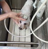 「頭からシャワー【どっぐさろんあきゅ　小型犬専門　トリミング　ペットサロン　京都市南区上鳥羽】」