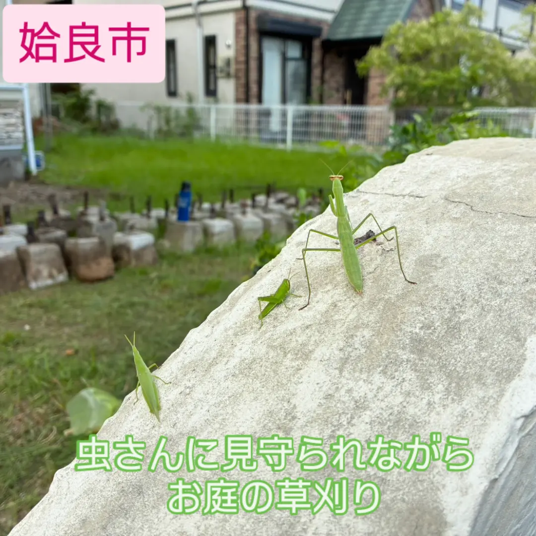 虫さんに見守られながらお庭の草刈り😄