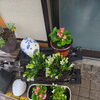 お花(北九州市八幡西区若葉にある少人数での送り出しのお手伝いをしている安心価格の直葬、家族葬専門葬儀社です。戸畑区にて直葬専門会館もございます。また小倉会館もございます)