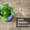 古材は観葉植物の魅力を引き出す