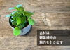 ガレリア　古材（ビンテージウッド）「古材は観葉植物の魅力を引き出す」