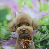 トイプードルのルナちゃん♪トリミングでふんわり愛らしい姿に