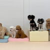 ましゅまろ幼稚園🐾見てみて〜　すごいよぉ