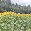 🌻 初秋の千屋、ひまわりが見頃です