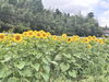 「🌻 初秋の千屋、ひまわりが見頃です」