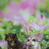 ミックス犬のエース君＆福ちゃん♪仲良くトリミングですっきりかわいらしく