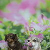 ミックス犬のエース君＆福ちゃん♪仲良くトリミングですっきりかわいらしく