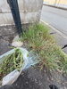 「気持ちよくお迎えするために、店まわりの清掃と草むしりを行いました」