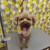 モヒカンとライオン【どっぐさろんあきゅ　小型犬専門　トリミング　ペットサロン　京都市南区上鳥羽】