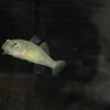 魚に吸盤！？ジュズカケハゼの紹介🐟【かすみがうら市水族館】