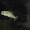 魚に吸盤！？ジュズカケハゼの紹介🐟【かすみがうら市水族館】