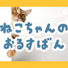 「猫の留守番、1泊なら大丈夫？」 猫ちゃんの気持ちとペットシッターを使うメリット