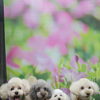 トイプードルの太輔くん＆陽葵ちゃん＆ミックス犬の杏子ちゃん＆ららちゃん♪仲良くトリミングですっきりかわいらしく