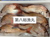鯛「本日鮮魚入荷致しました。」