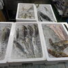 📣本日のお魚情報🐟
