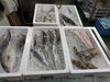 2026年9月15日 店内「📣本日のお魚情報🐟」