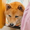 うめさん「今日のお友達」