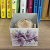 別府市　個別指導　学習塾RainBow　植物栽培　サフラン