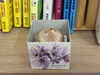 サフラン球根①「別府市　個別指導　学習塾RainBow　植物栽培　サフラン」