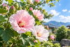 フヨウ（芙蓉）「🌺 今日のはな｜フヨウ（芙蓉）｜秋の気配に映える大輪の花」