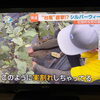 ☆カラフル野菜の小山農園『Nスタ』無事にオンエア📺☆