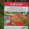 ワイルドネイチャープラザのヒガンバナが咲き始めました！秋の散策へ出かけよう🍁
