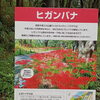 ワイルドネイチャープラザのヒガンバナが咲き始めました！秋の散策へ出かけよう🍁