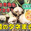 新品種紹介!  ホワイト玉葱は、サラダ感覚でたべれる「甘い・美味しく・作りやすい」です。　たねのハシモトミヤ