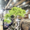 【展示】山城ウイスキー2周年Anniversary 楓紅苑の楓盆栽を展示
