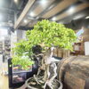 【展示】山城ウイスキー2周年Anniversary 楓紅苑の楓盆栽を展示