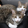 新しい仲間がやってきました🐈🐈