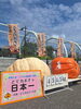 小豆島での全国大会！「【ジャンボかぼちゃ🎃全国大会】」