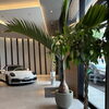 ショールームを彩る観葉植物と新しい展示車たち🌿🚗✨心地よい空間で特別な一台との出会いを😊💐