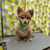 温風【どっぐさろんあきゅ　小型犬専門　トリミング　ペットサロン　京都市南区上鳥羽】