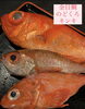 「🐟 【幸乃家】高級魚勢揃い！極上の味わいを贅沢に」