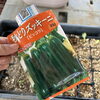 【フレーベル農園だより🌱】種から育てるズッキーニ 🥒秋の畑仕事が始まります！
