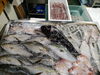 2026年9月18日 店内「📣本日のお魚情報🐟」