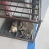 今日のちょもちゃん