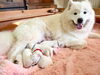2026年咲茉ちゃんベビー誕生「サモエドベビー産まれました【ノルディカエマリス　札幌　サモエドブリーダー　NORDICAEMALIS　】」