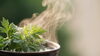 「冷えが気になる季節に🌿心地よい温かさとハーブの香りで包み込むよもぎ蒸し時間」