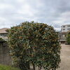 境内の金木犀の花が咲きました