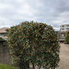 境内の金木犀の花が咲きました