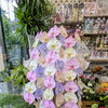 開店祝いやお祝いの場を華やかに彩る、特別な胡蝶蘭MIYABIコットンキャンディ