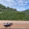 クワガタ虫と秋の空… 道の駅木曽福島
