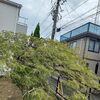 🌿 稲葉枝垂れを剪定しました｜春と夏で葉色が変わる美しいモミジ