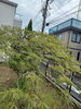 「🌿 稲葉枝垂れを剪定しました｜春と夏で葉色が変わる美しいモミジ」