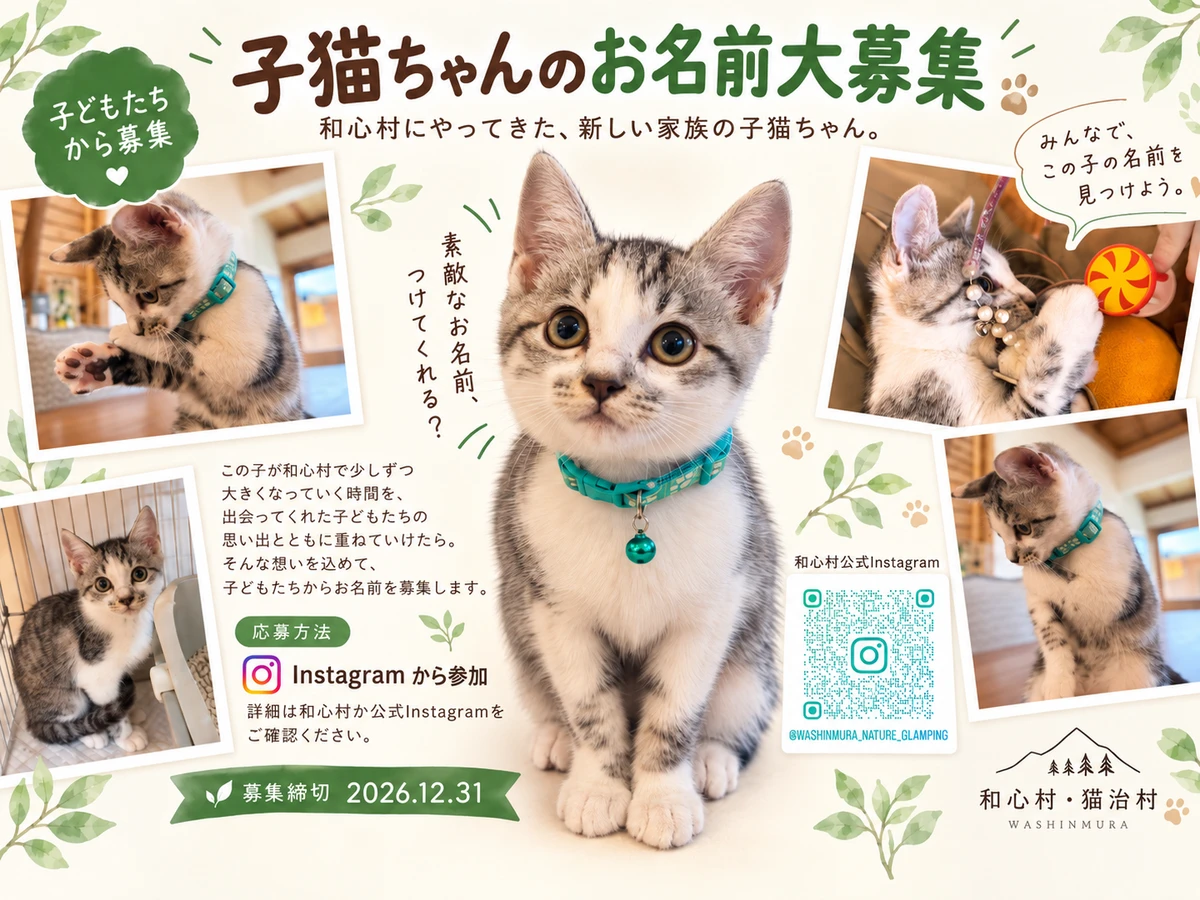 子猫ちゃんのお名前大募集。和心村の新しい家族に、あなたの考えた名前を